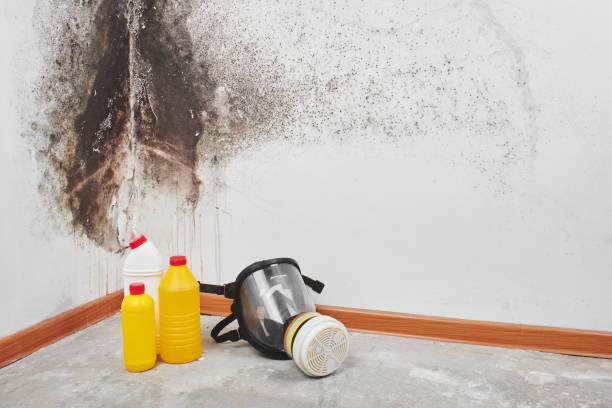 Best Mold Testing  in Sherman, TX