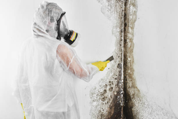 Certified Mold Removal in Sherman, TX