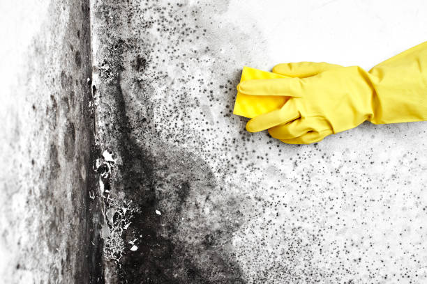 Best Best Mold Removal Companies  in Sherman, TX