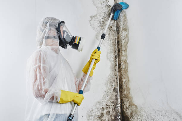 Best Mold Cleaning Services  in Sherman, TX