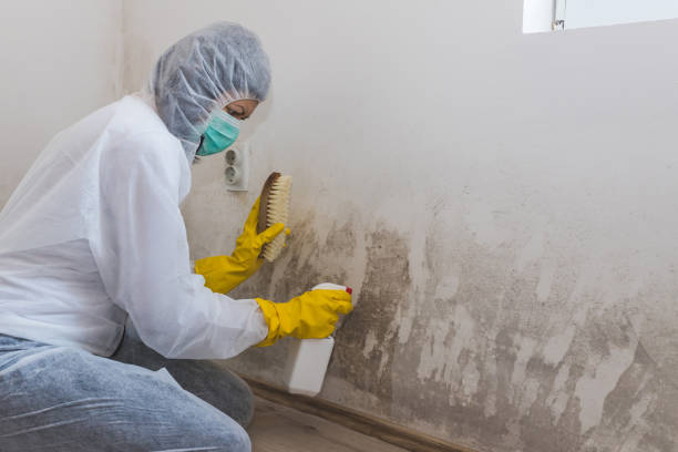 Best Home Mold Removal  in Sherman, TX