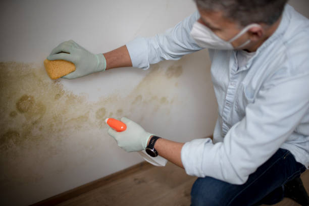 Best Mold Damage Repair  in Sherman, TX