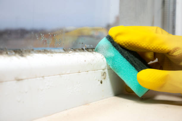 Best Fast Mold Removal  in Sherman, TX