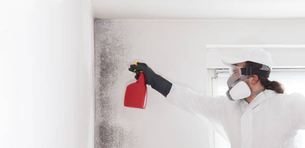 Best Certified Mold Removal  in Sherman, TX