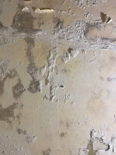 Best Mold Remediation Services  in Sherman, TX