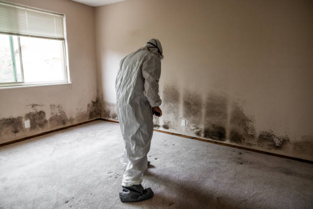 Best Mold Damage Repair  in Sherman, TX