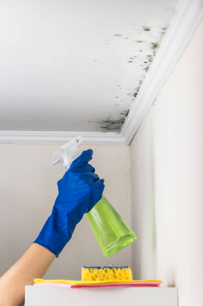 Best Residential Mold Removal  in Sherman, TX