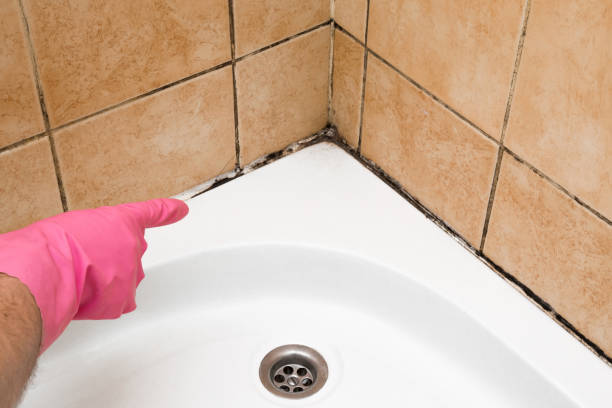 Best Mold Inspection  in Sherman, TX